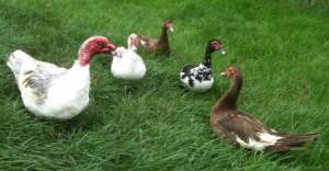 ducks on grass 1