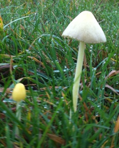 mushroom 5 oct 2014