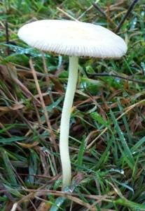 mushroom 6 oct 2014