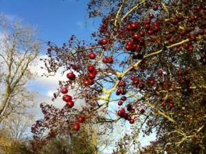 bluesky berries