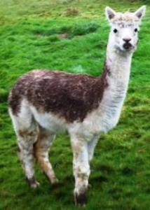 muddy alpaca