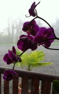 orchid shot from window