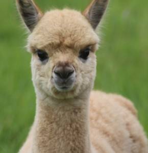 LANA FIRST CRIA BORN AND CONCEIVED