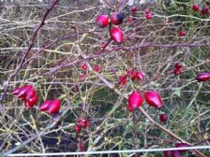 red rosehip