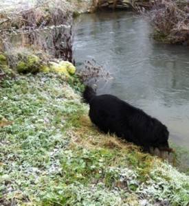 spirit in the river