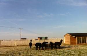 alpaca frosty morning