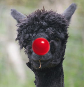 RED NOSE BLACK ALPACA WEB