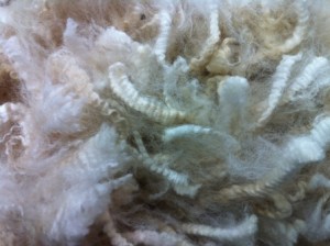 white and fawn fleeces