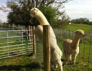 alpaca fencing