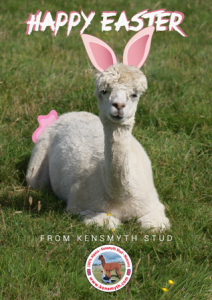 happy alpaca easter