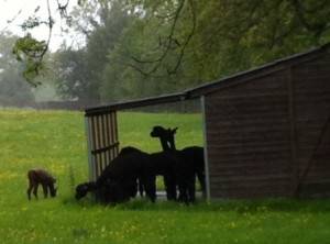 WIND AND RAIN MOTHERLY LOVE