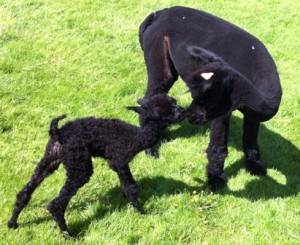 black cria birth