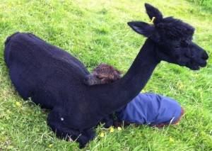 new cria fathers day