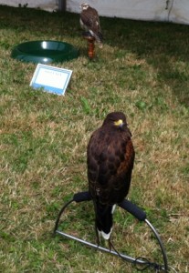 COTS SHOW JULY 2015 FALCON DISPLAY 12