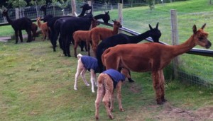 CRIA LINE UP