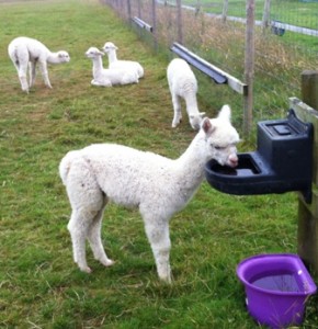 CRIA MORNING DISCUSSIONS