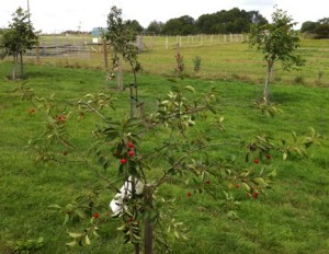 cherries on tree