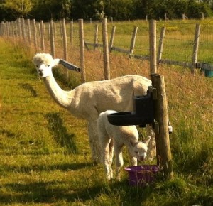 cria drinking WEB