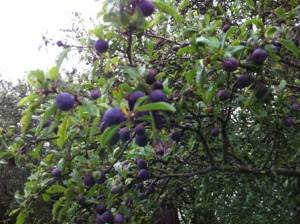 sloes