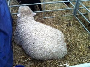 CURLY SHEEP 2 WEB