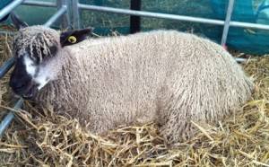 curly sheep WEB