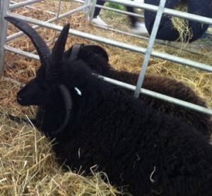 devil horned WEB sheep