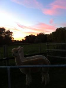 fantastic september WEB skies