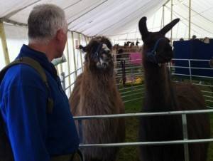 geoff and llama WEB