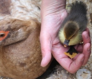 muscovy hatchling 1