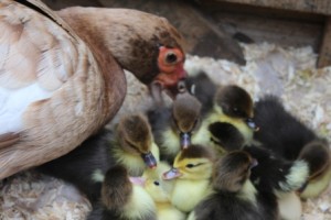 muscovy hatchling 2