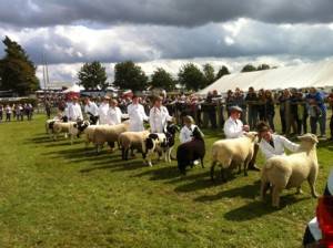 sheep WEB show