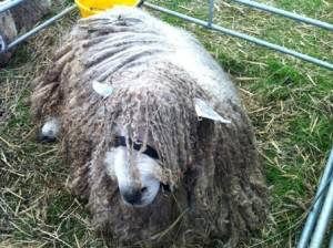 super curly sheep WEB