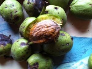 walnuts WEB
