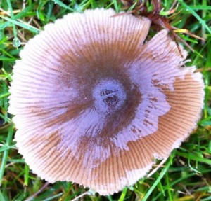 mushroom