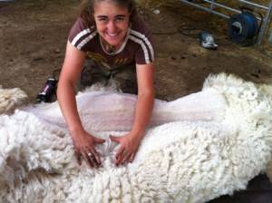 shearing