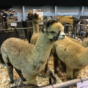 bas national alpaca