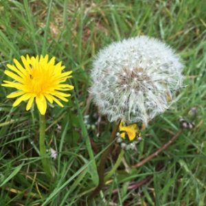 DANDELION WEB