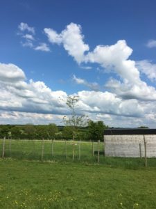 blue skies trees