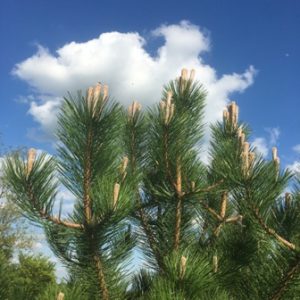 blue sky pine cones