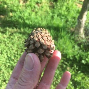 fir cone