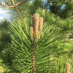 fir cone tree