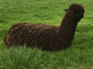 needing shearing black cria