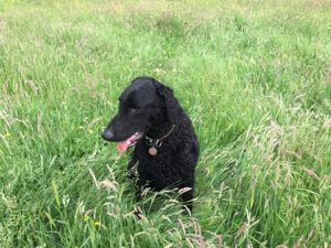 shamira in field WEB