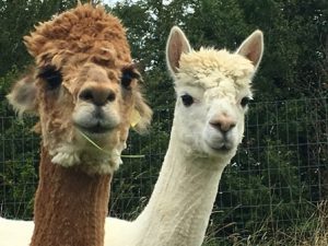 why choose alpaca 4