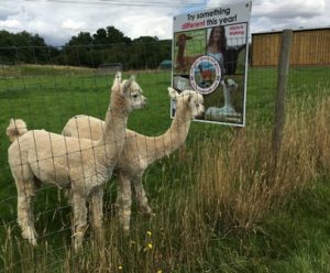 TWO CRIA BARN WEB