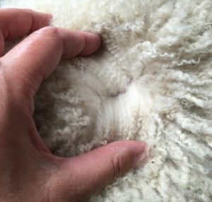 cria fleece 1