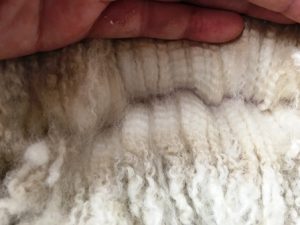 cria fleece 2