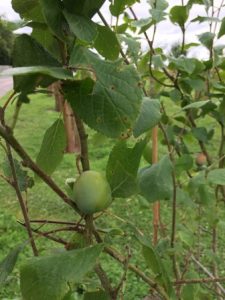 orchard 1 plums