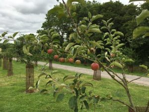 orchard apples 3