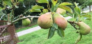 orchard pears 2